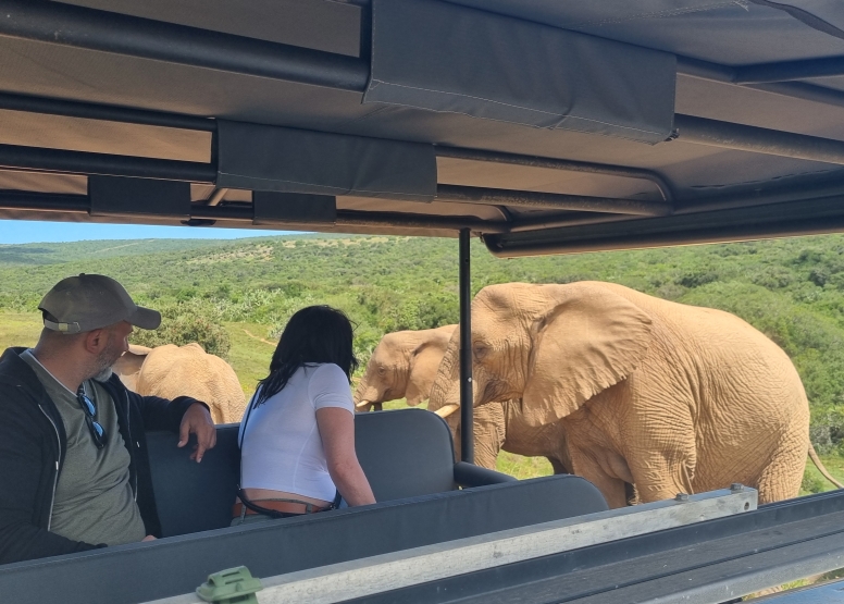 Half-Day Schotia Game Reserve (Open 4x4 Safari Vehicle) image 2