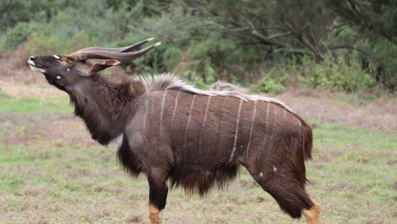 Game Drive image 6