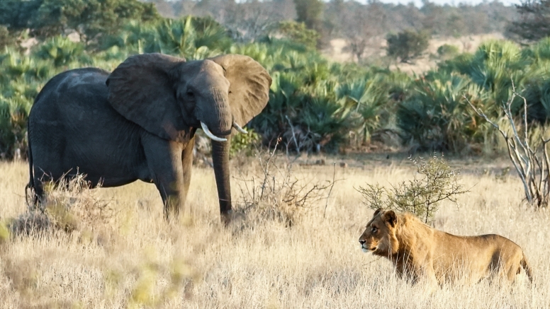Full Day Private Kruger Safari image 5