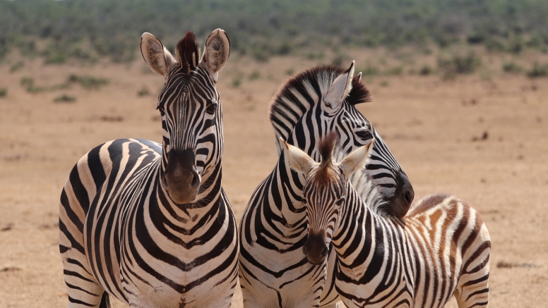 Half-Day Schotia Game Reserve (Open 4x4 Safari Vehicle) image 10