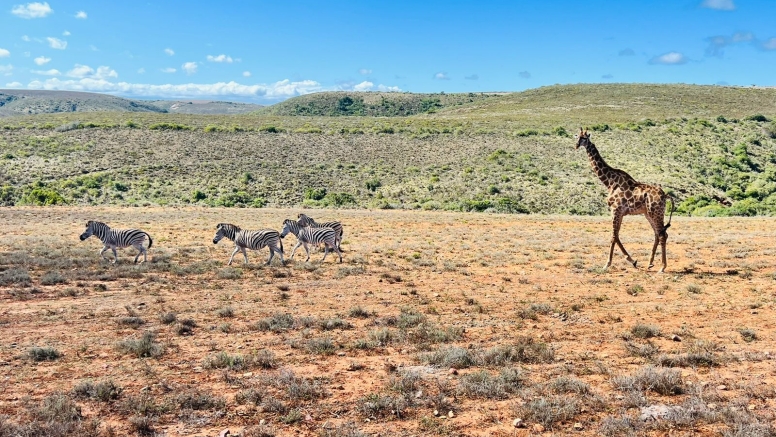 Game Drive image 5