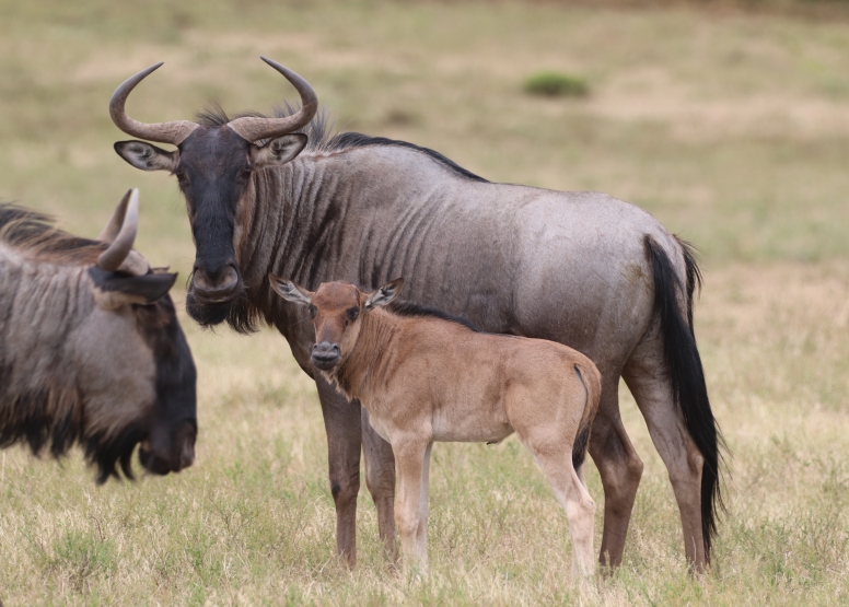 Half-Day Schotia Game Reserve (Open 4x4 Safari Vehicle) image 8