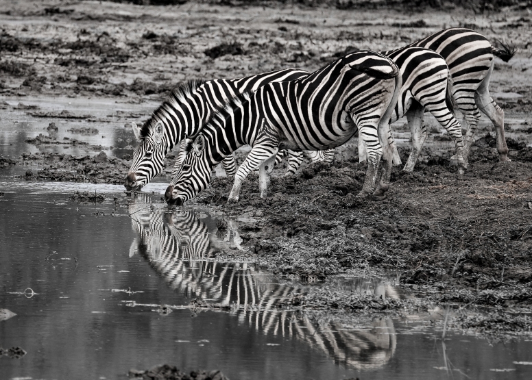 Full Day Private Kruger Safari image 2