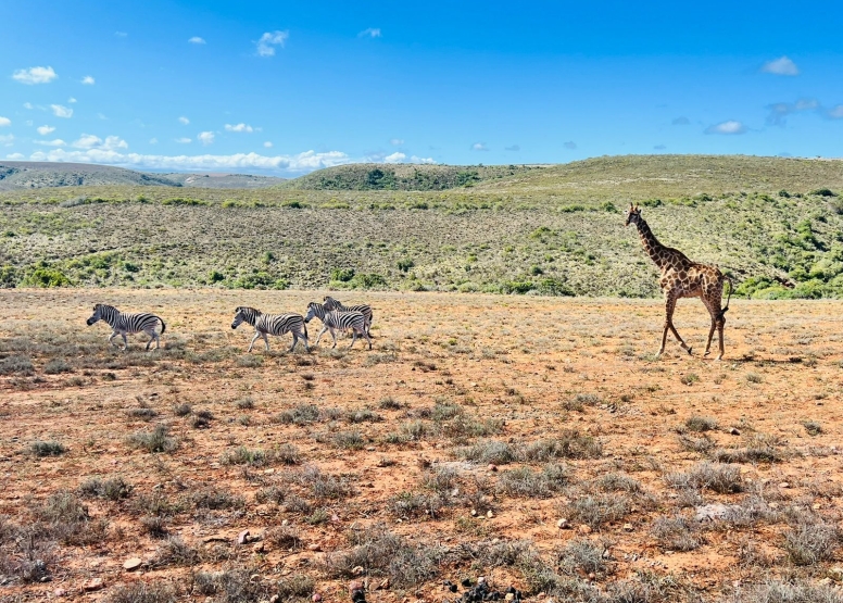 Game Drive image 5
