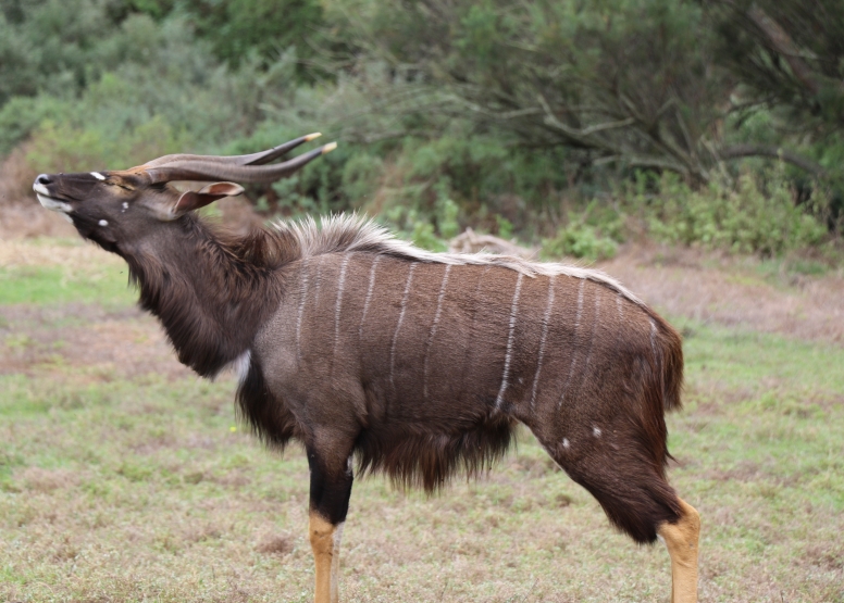 Game Drive image 6