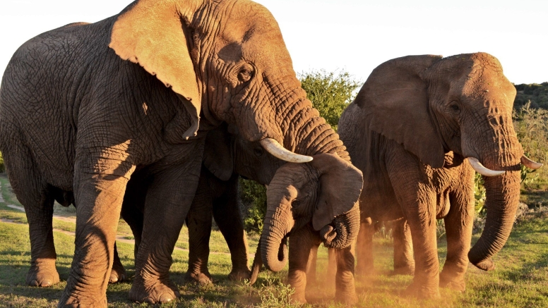 Half-Day Schotia Game Reserve (Open 4x4 Safari Vehicle) image 12