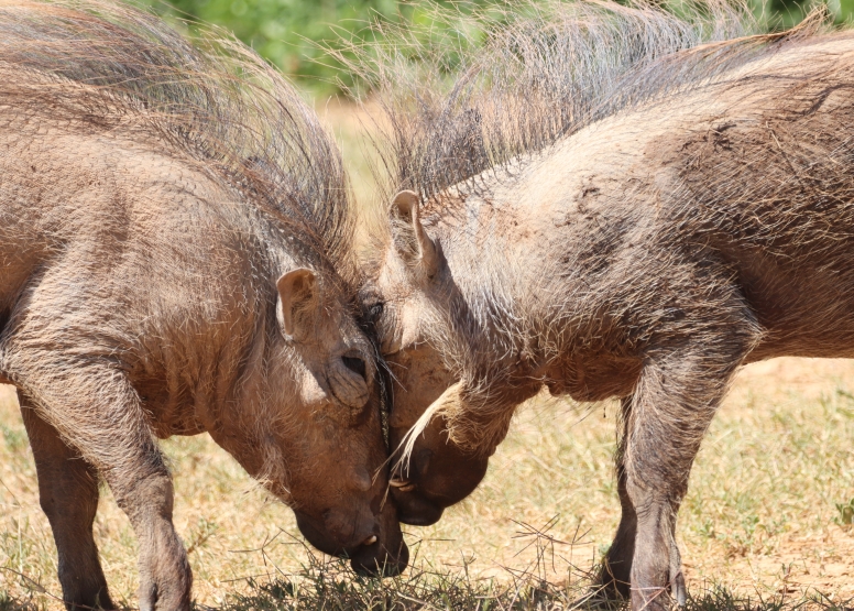 Half-Day Schotia Game Reserve (Open 4x4 Safari Vehicle) image 5