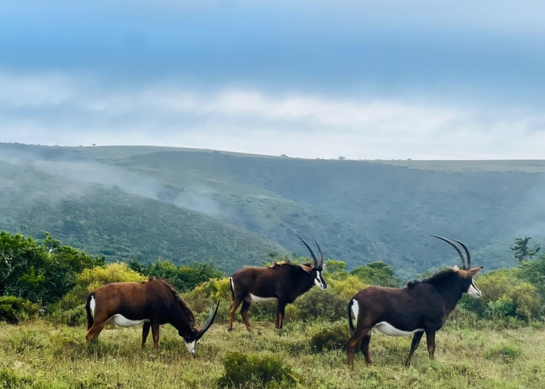Game Drive image 4