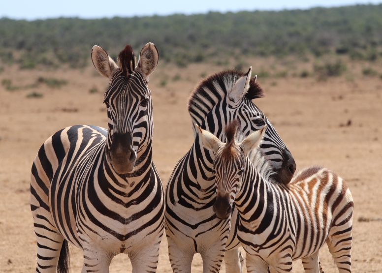 Half-Day Schotia Game Reserve (Open 4x4 Safari Vehicle) image 10