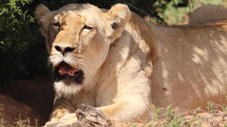 Half-Day Schotia Game Reserve (Open 4x4 Safari Vehicle) image 4