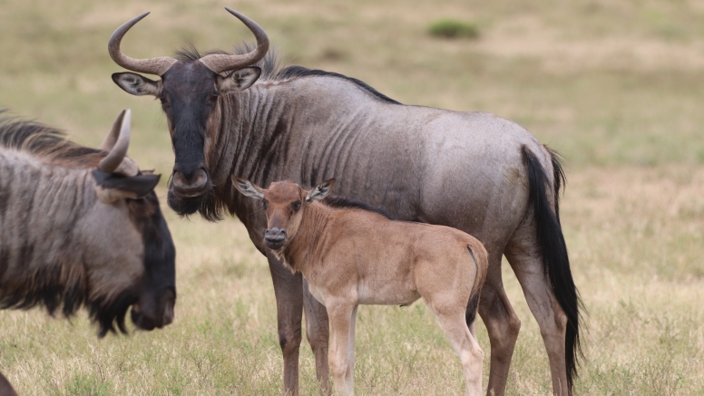 Half-Day Schotia Game Reserve (Open 4x4 Safari Vehicle) image 8
