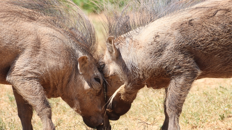 Half-Day Schotia Game Reserve (Open 4x4 Safari Vehicle) image 5