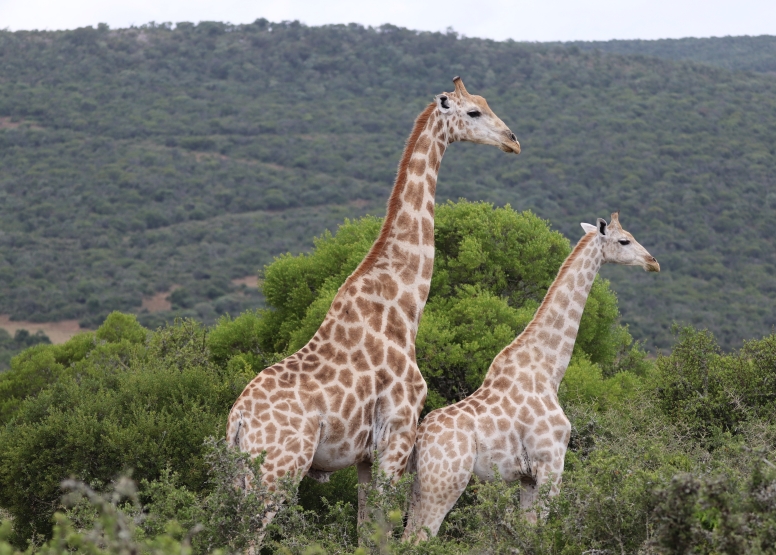 Half-Day Schotia Game Reserve (Open 4x4 Safari Vehicle) image 15