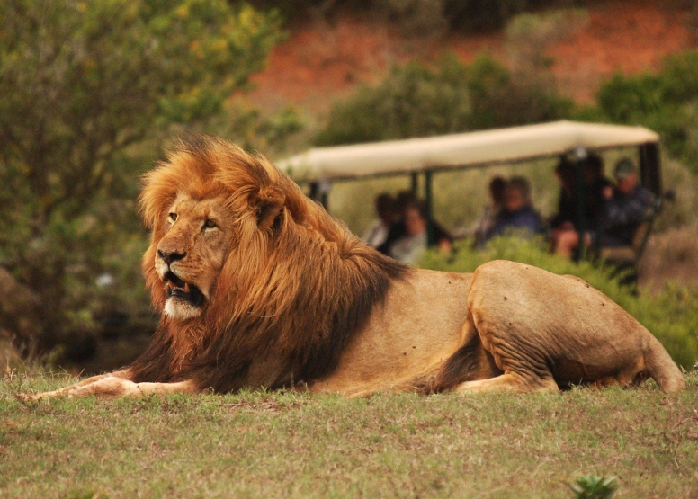 Half-Day Schotia Game Reserve (Open 4x4 Safari Vehicle) image 13