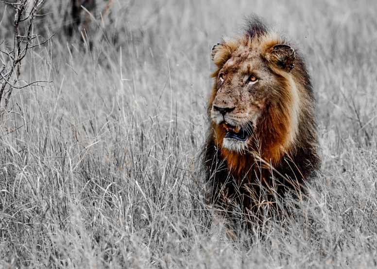 Full Day Private Kruger Safari image 1
