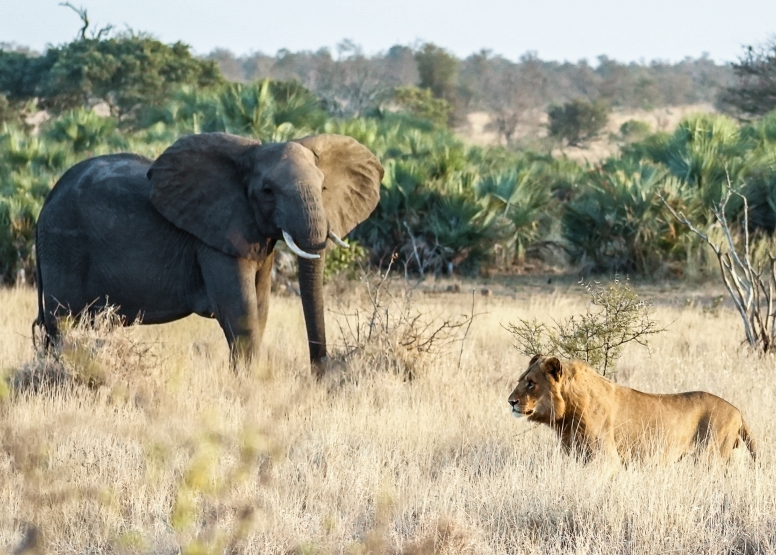 Full Day Private Kruger Safari image 5