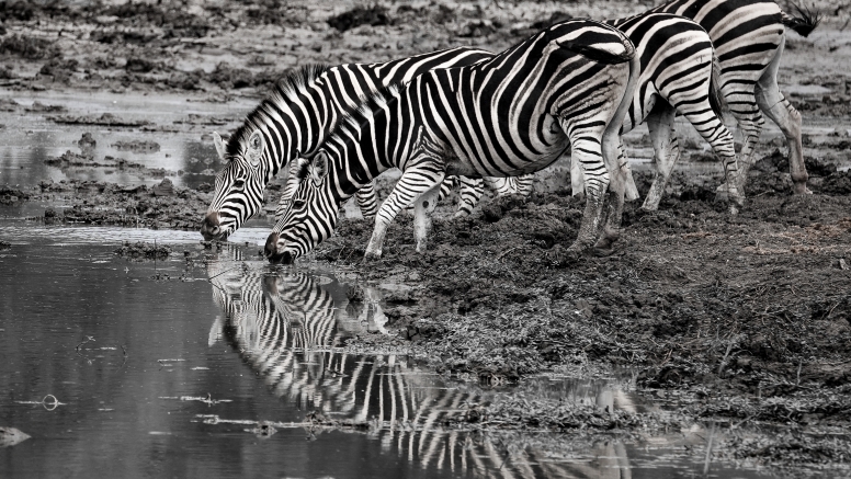 Full Day Private Kruger Safari image 2