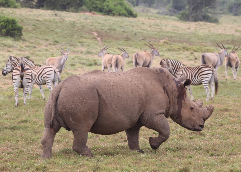 Half-Day Schotia Game Reserve (Open 4x4 Safari Vehicle) image 3