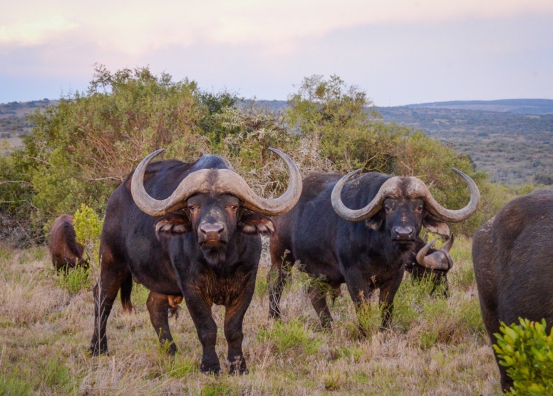 Half-Day Schotia Game Reserve (Open 4x4 Safari Vehicle) image 14