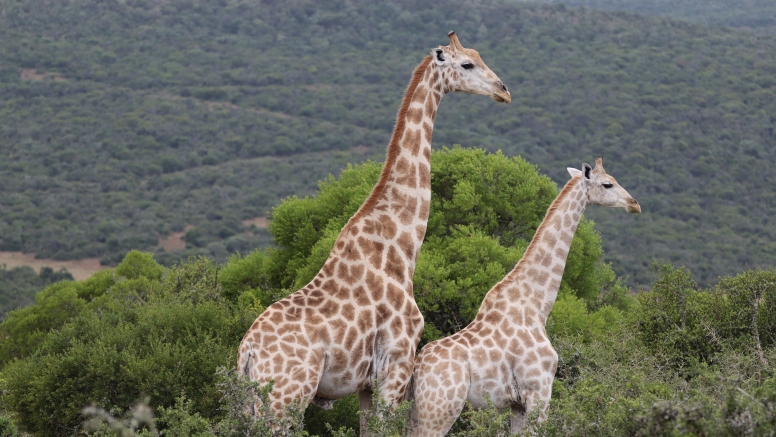 Half-Day Schotia Game Reserve (Open 4x4 Safari Vehicle) image 15