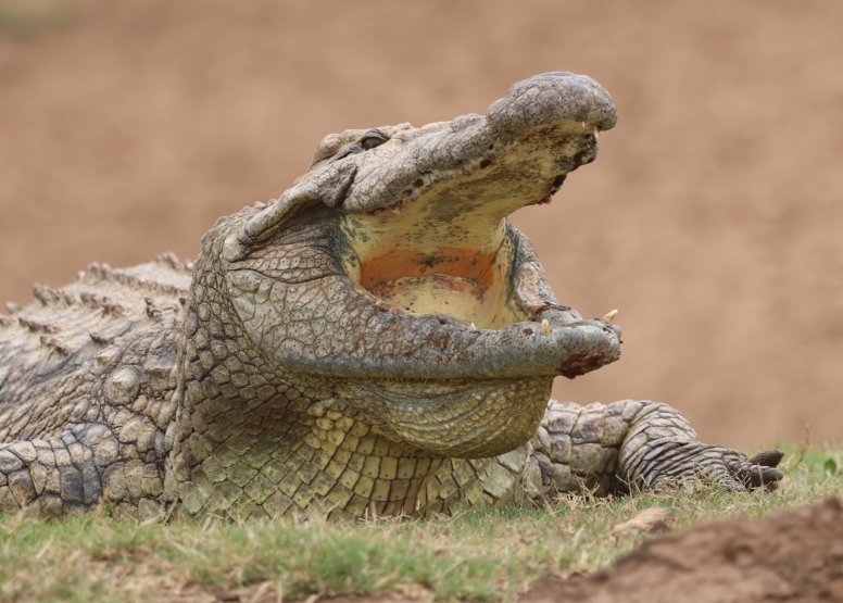 Half-Day Schotia Game Reserve (Open 4x4 Safari Vehicle) image 9