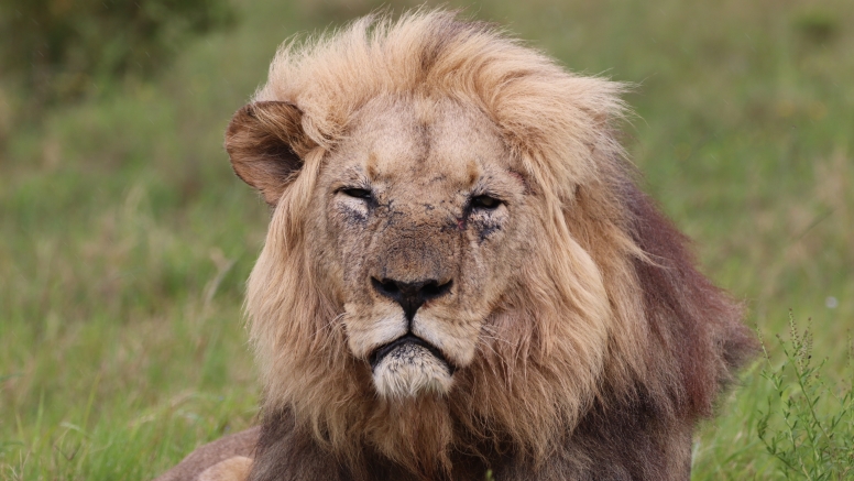 Half-Day Schotia Game Reserve (Open 4x4 Safari Vehicle) image 11