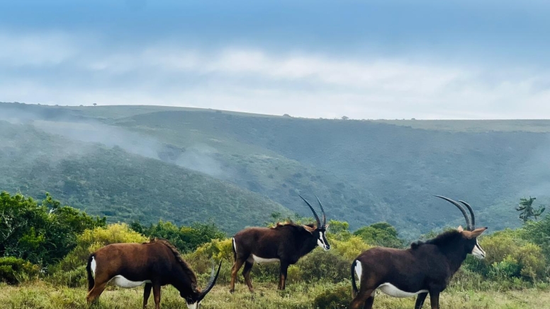 Game Drive image 4