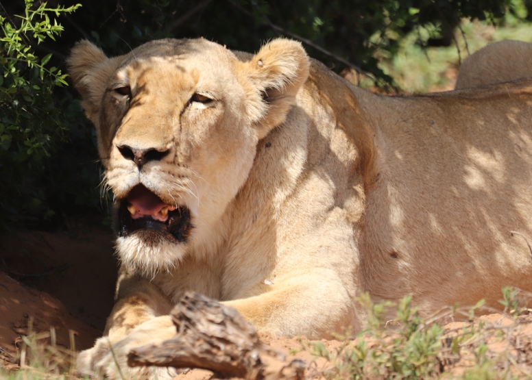 Half-Day Schotia Game Reserve (Open 4x4 Safari Vehicle) image 4