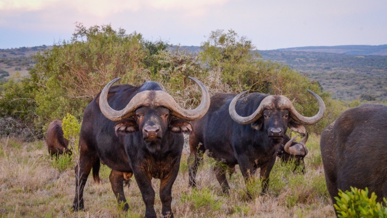 Half-Day Schotia Game Reserve (Open 4x4 Safari Vehicle) image 14