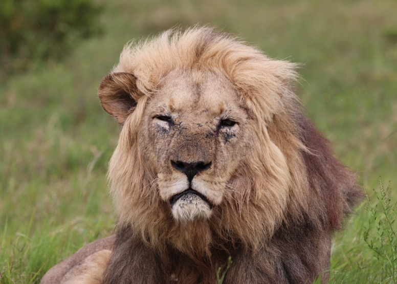Half-Day Schotia Game Reserve (Open 4x4 Safari Vehicle) image 11