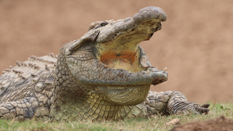 Half-Day Schotia Game Reserve (Open 4x4 Safari Vehicle) image 9