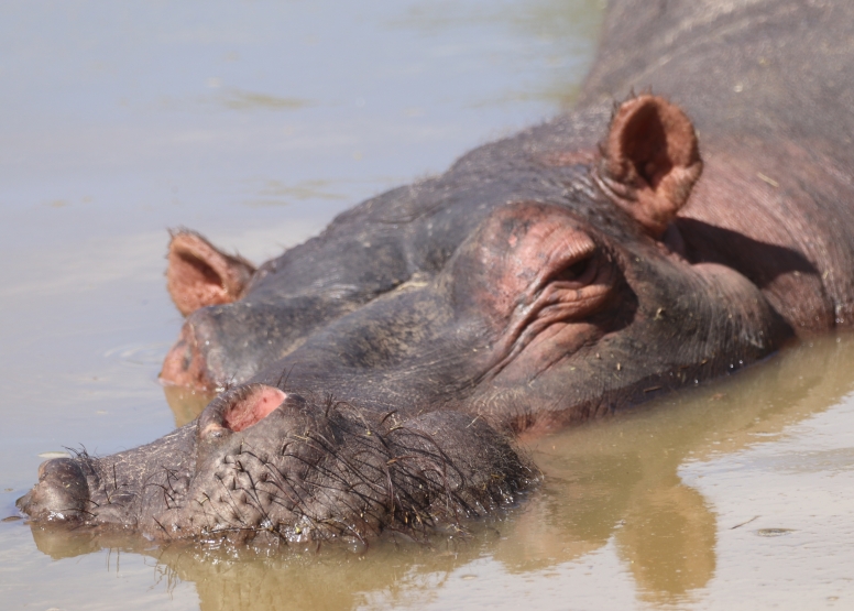 Half-Day Schotia Game Reserve (Open 4x4 Safari Vehicle) image 6