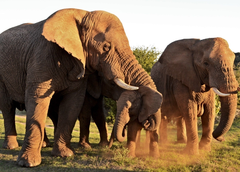 Half-Day Schotia Game Reserve (Open 4x4 Safari Vehicle) image 12