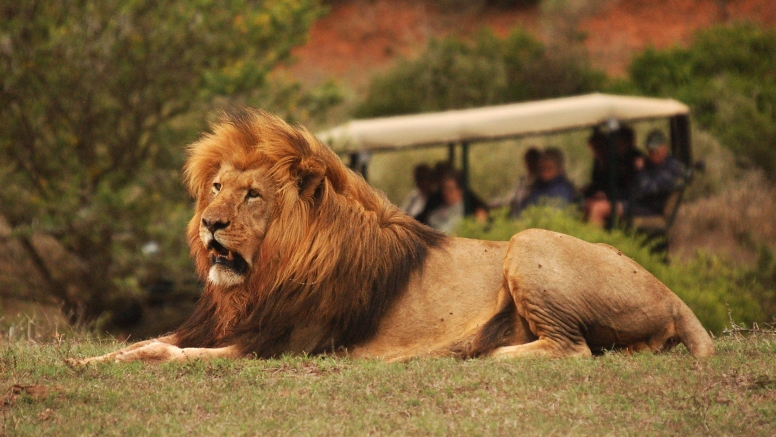 Half-Day Schotia Game Reserve (Open 4x4 Safari Vehicle) image 13