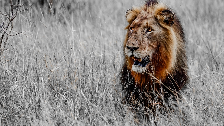 Full Day Private Kruger Safari image 1