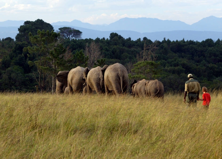 Morning Elephant Walk image 9