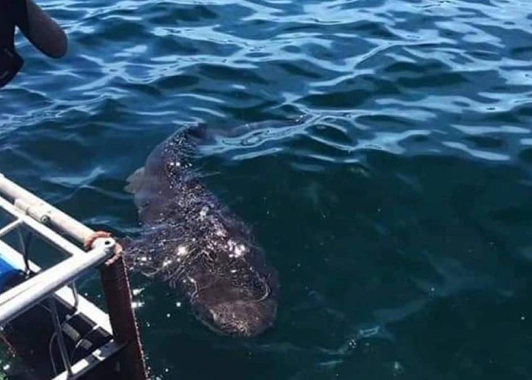 Cape Town Shark Cage Diving image 4