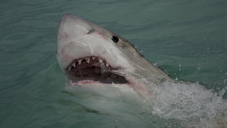 Shark Cage Diving in Gansbaai (White Shark Projects) image 4