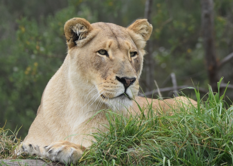 Wild Cat Experience image 3