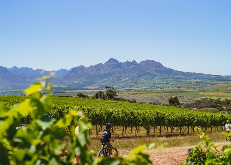 Stellenbosch Family Tour image 1