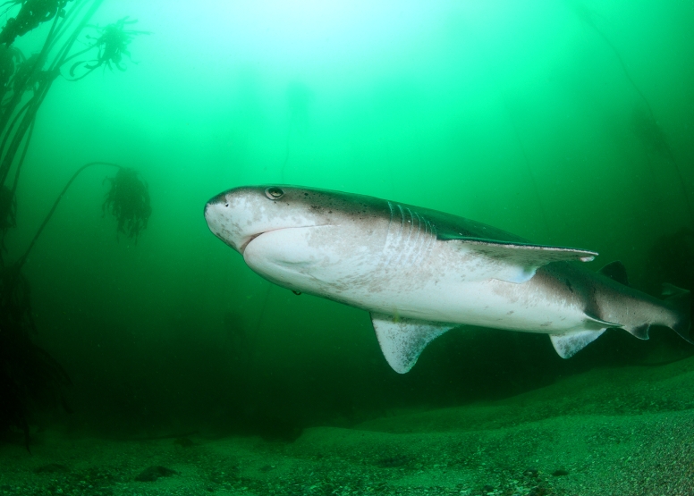 Seal and Kelp Forest Scuba Dive Package Cape Town image 3