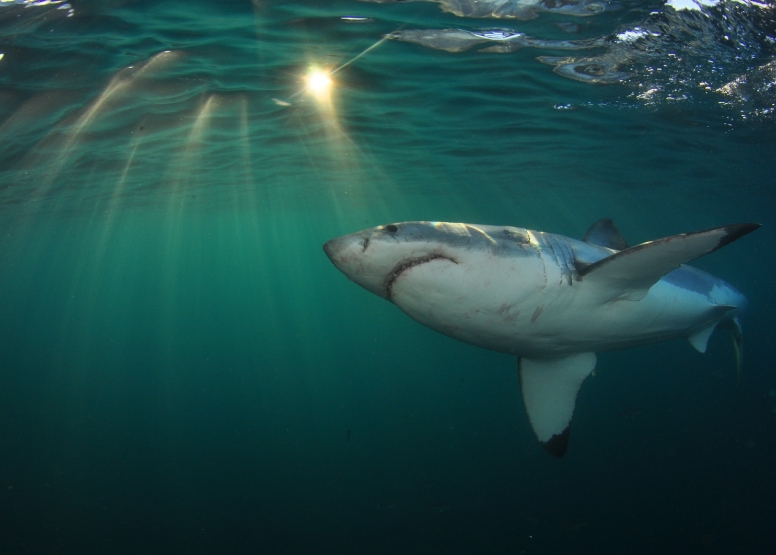 Shark Cage Diving in Gansbaai (White Shark Projects) image 7