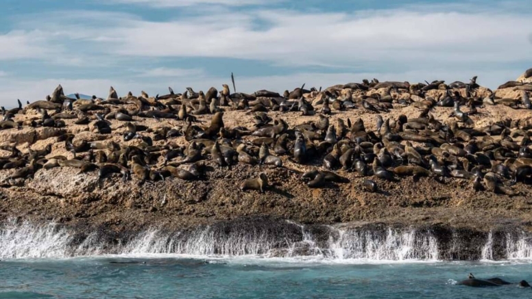 Aquamarine Seal Island Cruise image 3