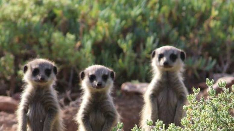 Meerkat Safaris image 4