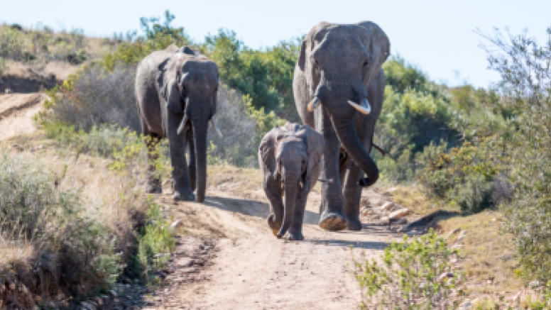Sundowner Guided Game Drives image 6