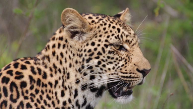 3 Day Essence of the Kruger Park Safari image 6