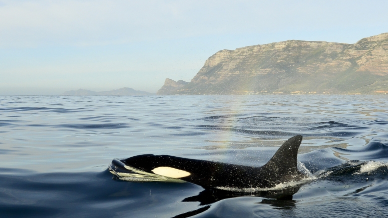 Cape Town Whale Watching Trip image 9