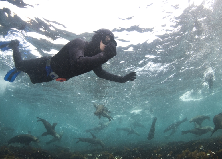 Swim with Seals image 5