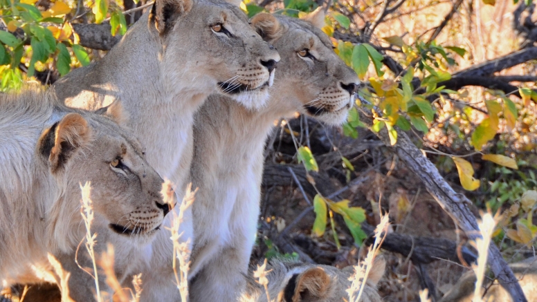 Game Drive Bakubung Gate SADC Citizen image 7
