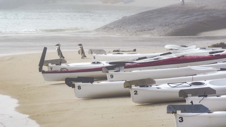 Penguin Kayak Trip image 7